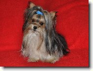 Biewer Yorkshire Terrier