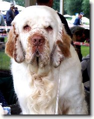 clumber spaniel cz 1