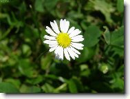 Bellis perennis