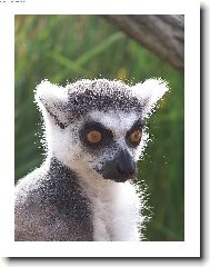 lemur