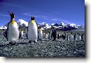 Saunders Island Settlement