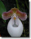 Pafiopedilum, stevinkovec