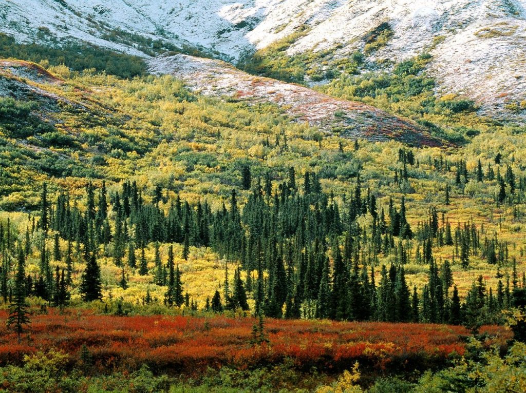 Foto: Fall Tundra, Denali National Park, Alaska