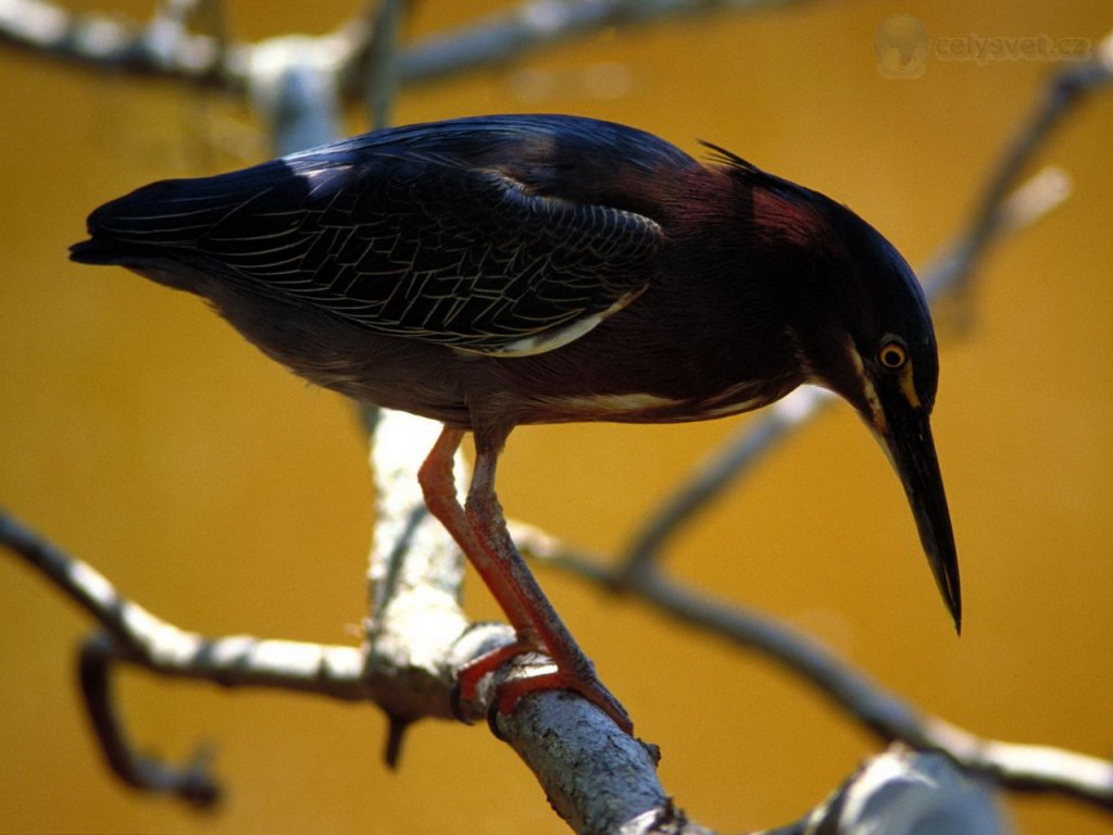 Foto: Green Heron, Everglades National Park, Florida