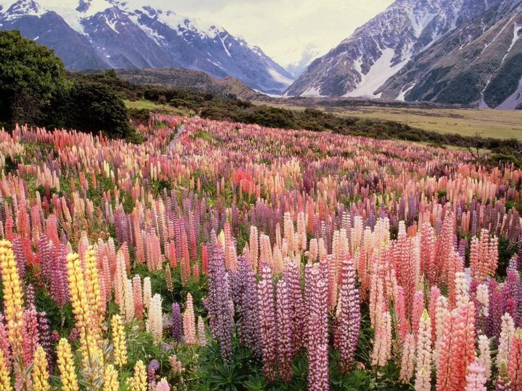 Foto: Wild Lupine, Mount Cook National Park, New Zealand