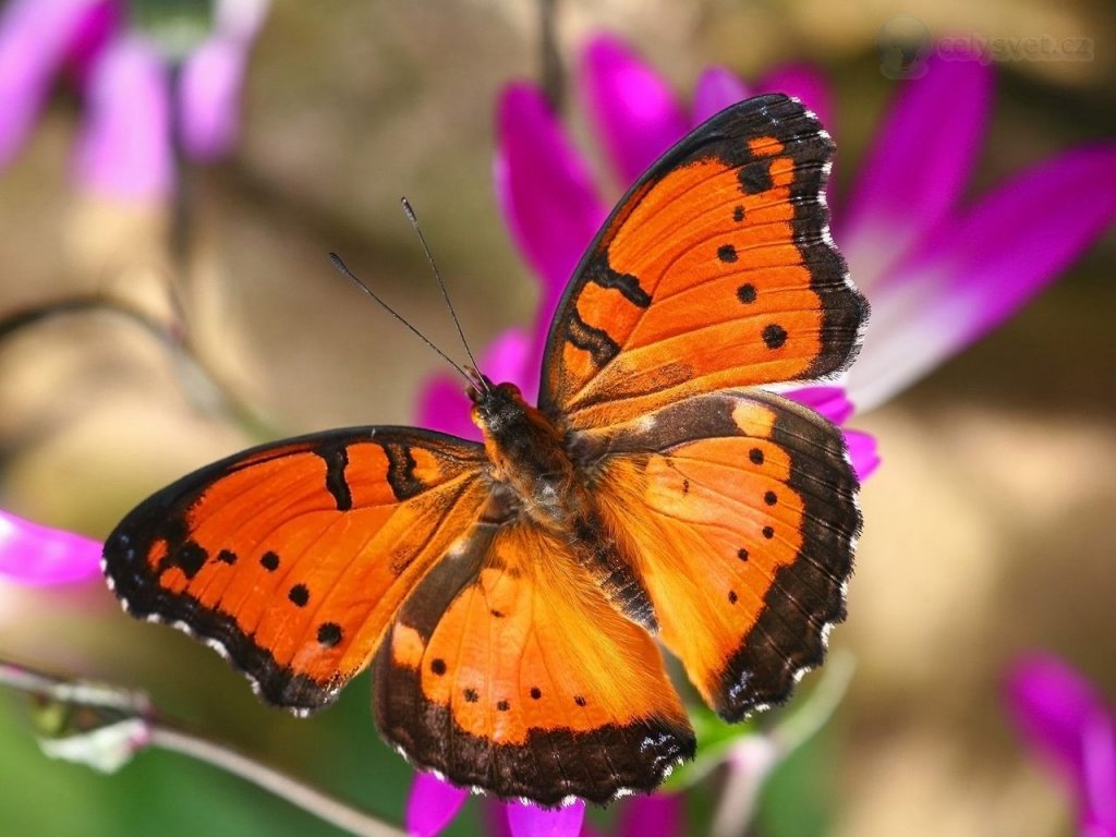 Foto: The Gaudy Commodore, London Butterfly House, England