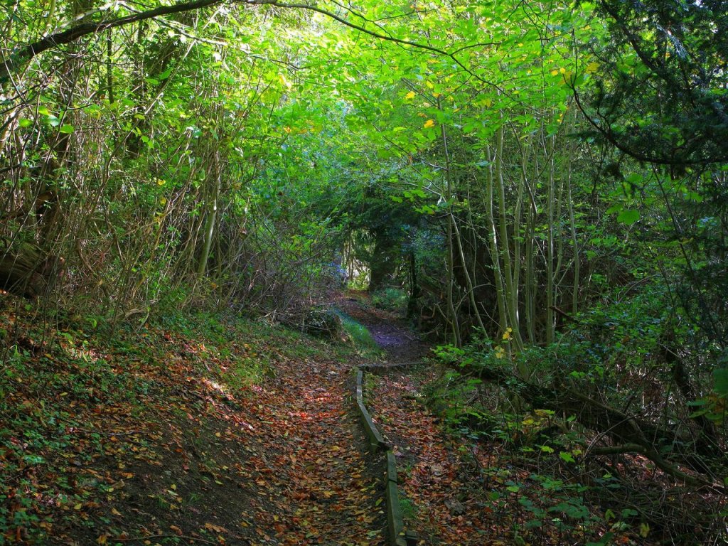 Foto: Between Dorking And Merstham On The North Downs Way, England