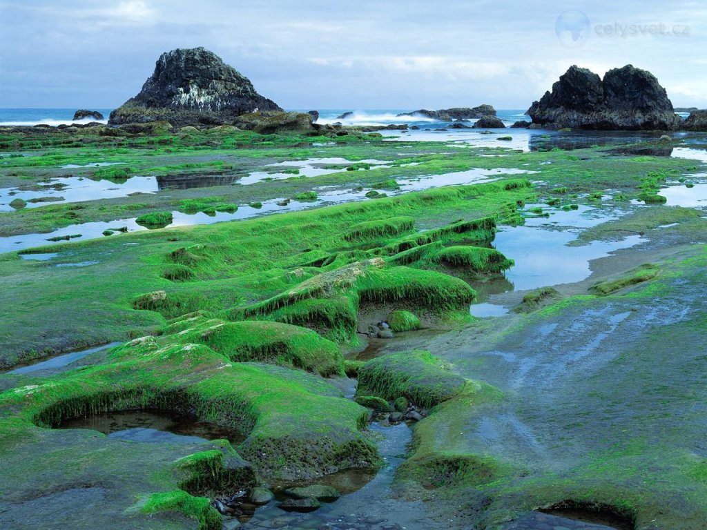 Foto: Low Tide, Seal Rock State Park, Seal Rock, Oregon