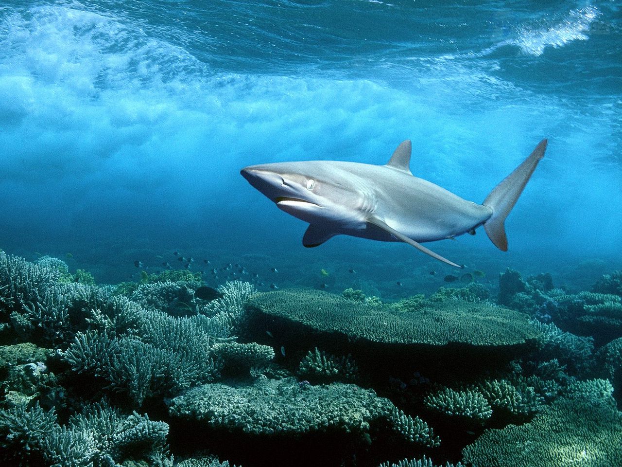 Foto: Silky Shark, Red Sea, Egypt