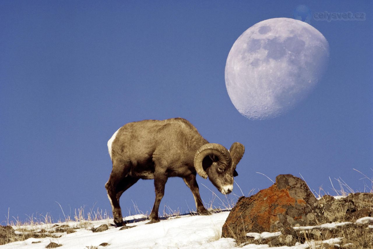 Foto: In Camera Double Exposure Of A Bighorn Sheep With Moon, Yellowstone National Park