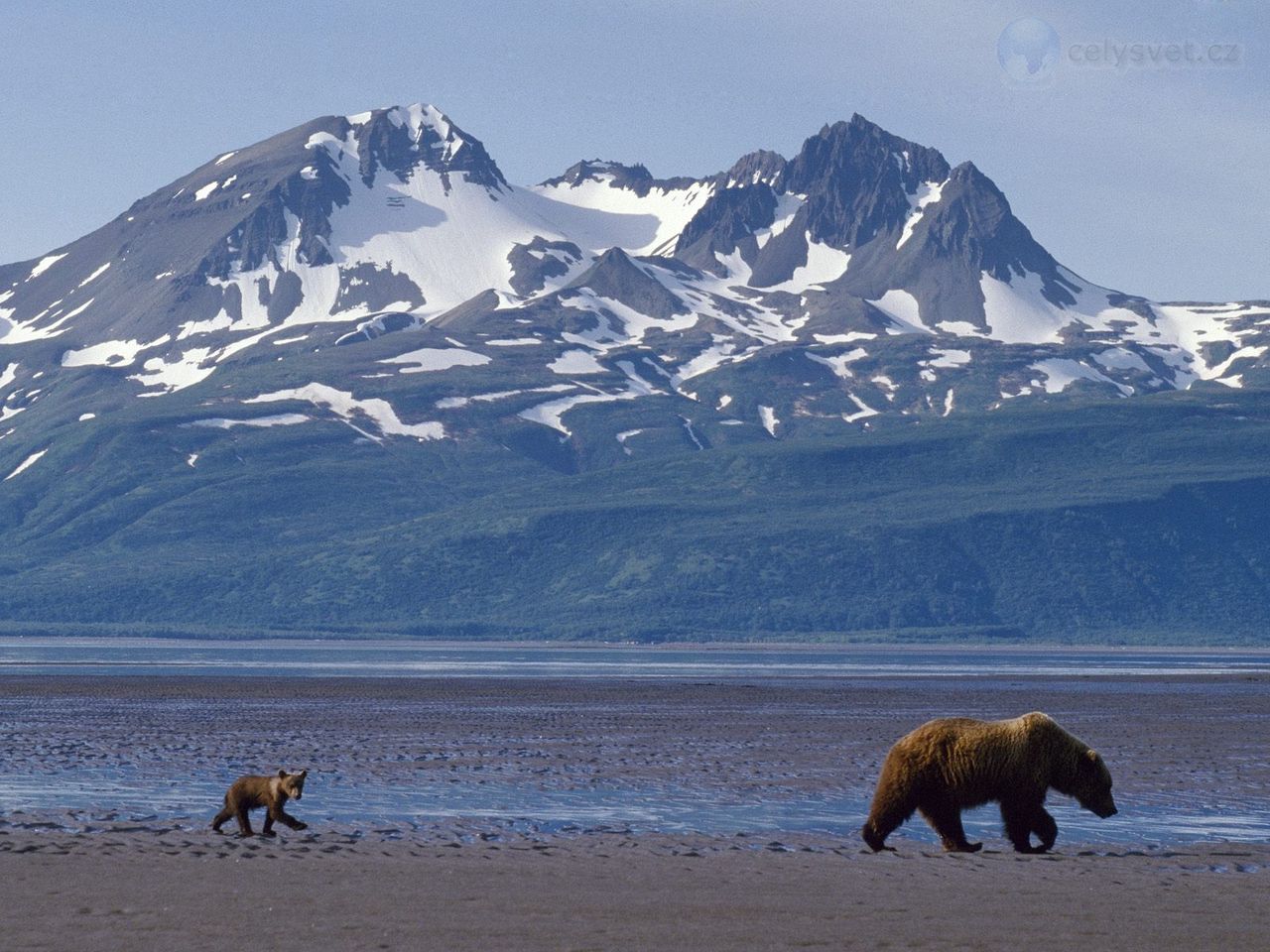 Foto: Mother Bear And Cub In Front Of Katmai, Alaska