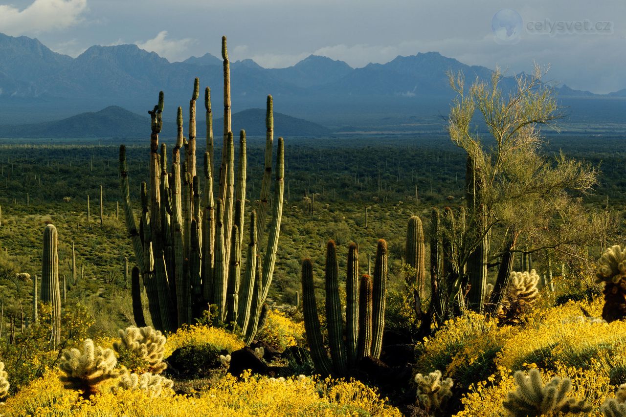 Foto: Organ Pipe Cactus And Brittlebush, Organ Pipe Cactus National Monument, Arizona