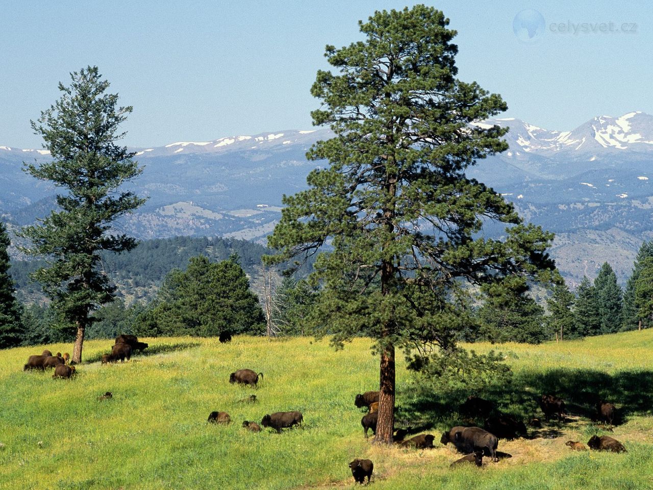 Foto: Bison, Lookout Mountain, Mount Vernon Canyon, Colorado