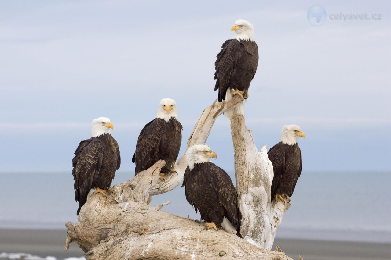 Foto: Kachemak Bay, Kenai Peninsula, Alaska