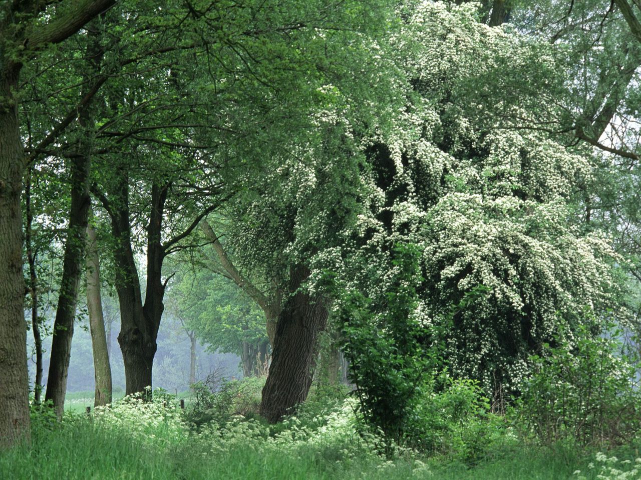 Foto: In Full Bloom, The Netherlands