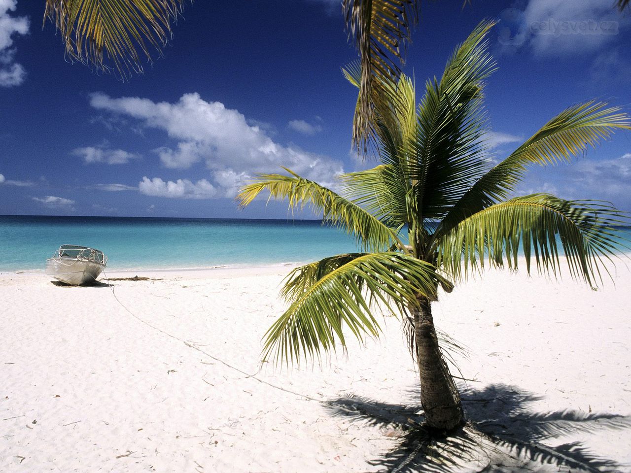 Foto: Palm Tree, Loyalty Islands, New Caledonia