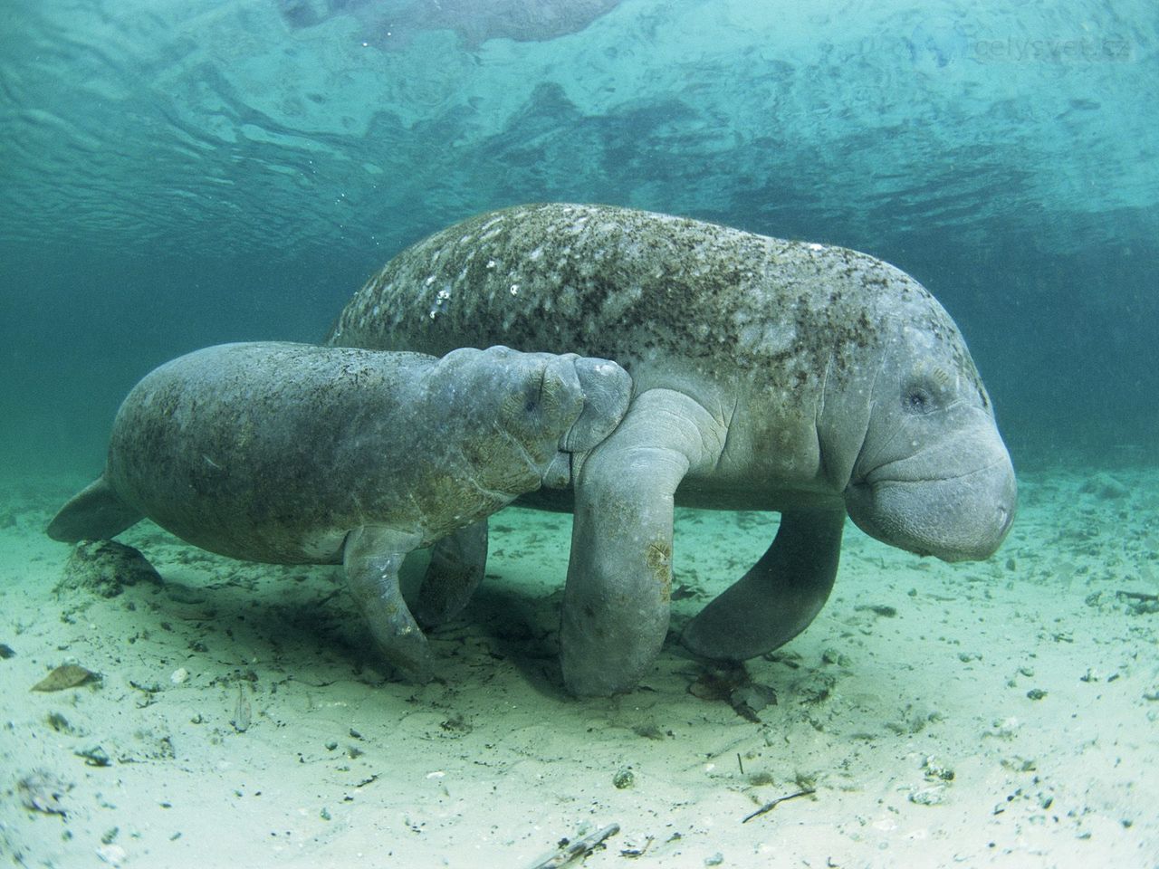 Foto: West Indian Manatee And Nursing Calf, Crystal River, Florida