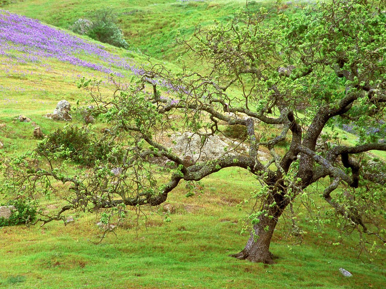 Foto: Oak Tree, Santa Rosa Creek, California