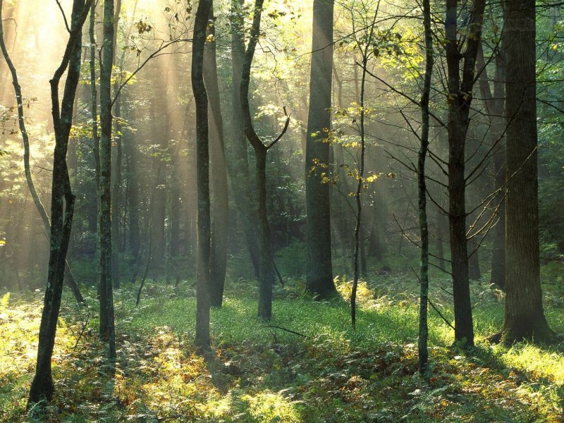 Foto: Sunbeams, Cades Cove, Great Smoky Mountains National Park, Tennessee