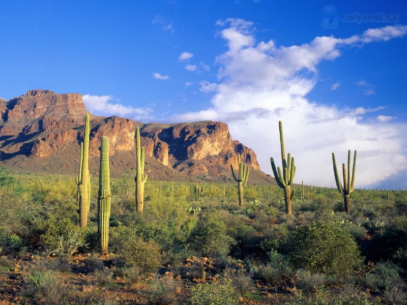 Foto: Superstition Mountains, Tonto National Forest, Arizona