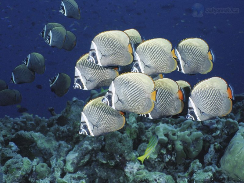 Foto: School Of Collared Butterflyfish, Thailand