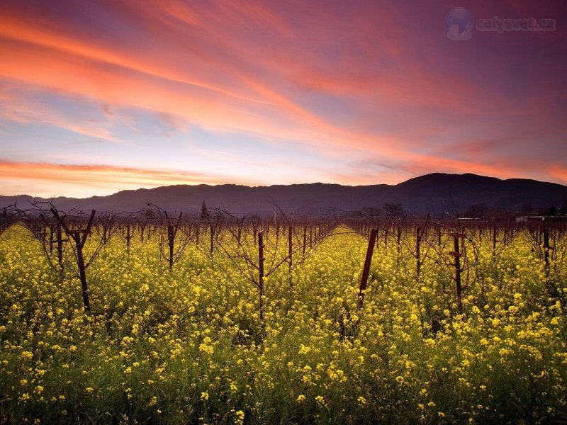 Foto: Sunset And Wild Mustard, Napa Valley Vineyards, California