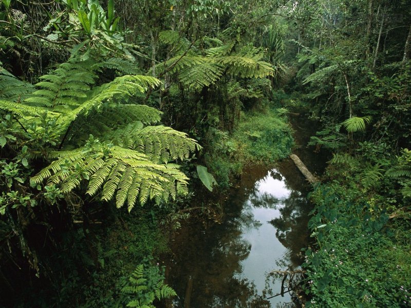 Foto: Perinet Reserve, Madagascar