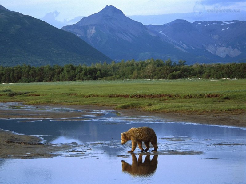 Foto: Grizzly Bear Crossing River, Katmai National Park, Alaska