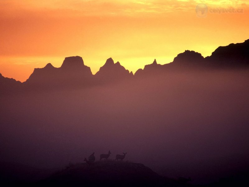 Foto: Mule Deer At Sunrise, Badlands, South Dakota