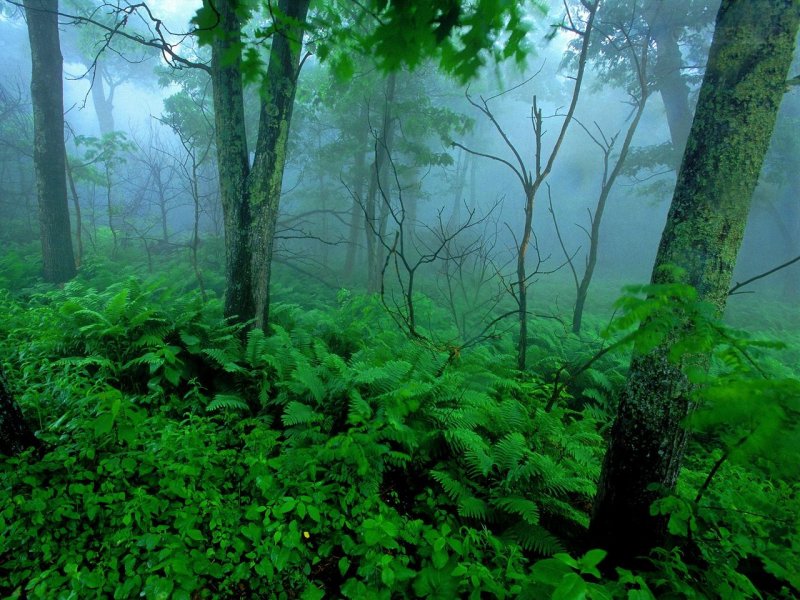 Foto: Forest Mist, Shenandoah National Park, Virginia