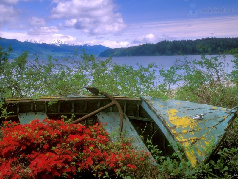 Foto: Abandoned Boat, Hood Canal, Washington