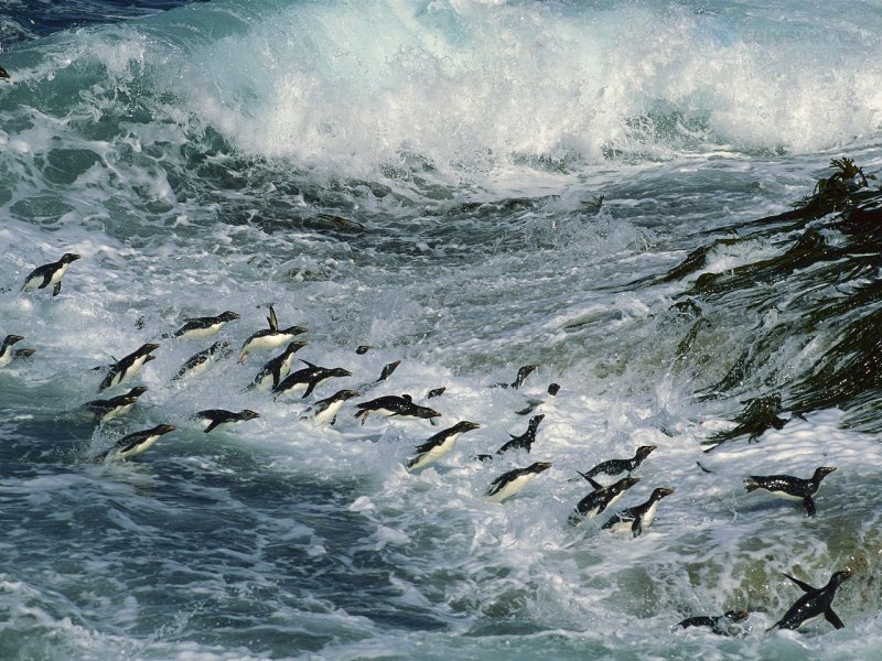 Foto: Rockhopper Penguins Surfing Into Shore, Maldives Islands