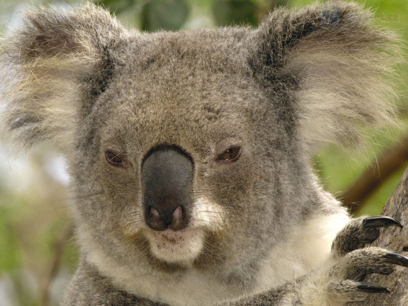 Foto: Koala Portrait, Lone Pine Koala Sanctuary, Brisbane, Australia