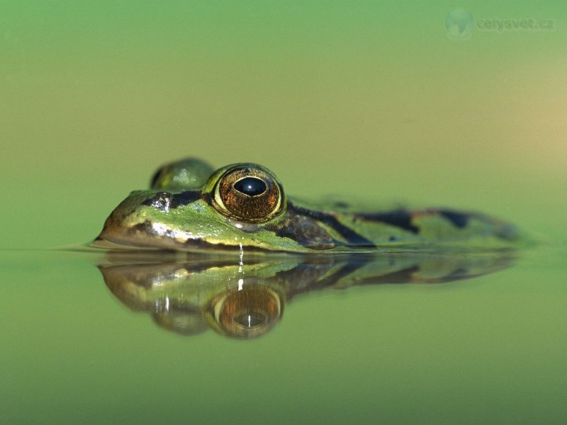 Foto: Edible Frog, Germany