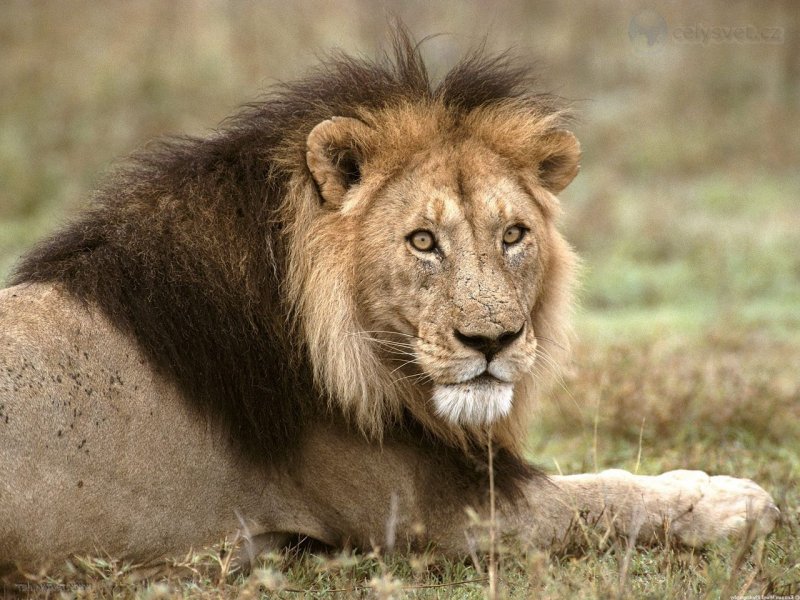 Foto: African Lion, Tanzania