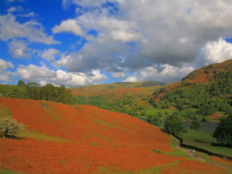 Foto: Rydan Forest, Lake District, United Kingdom