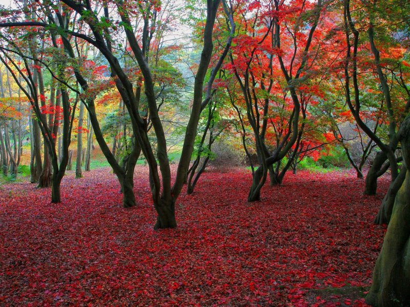 Foto: Autumn Colours, Winkworth Arboretum, United Kingdom