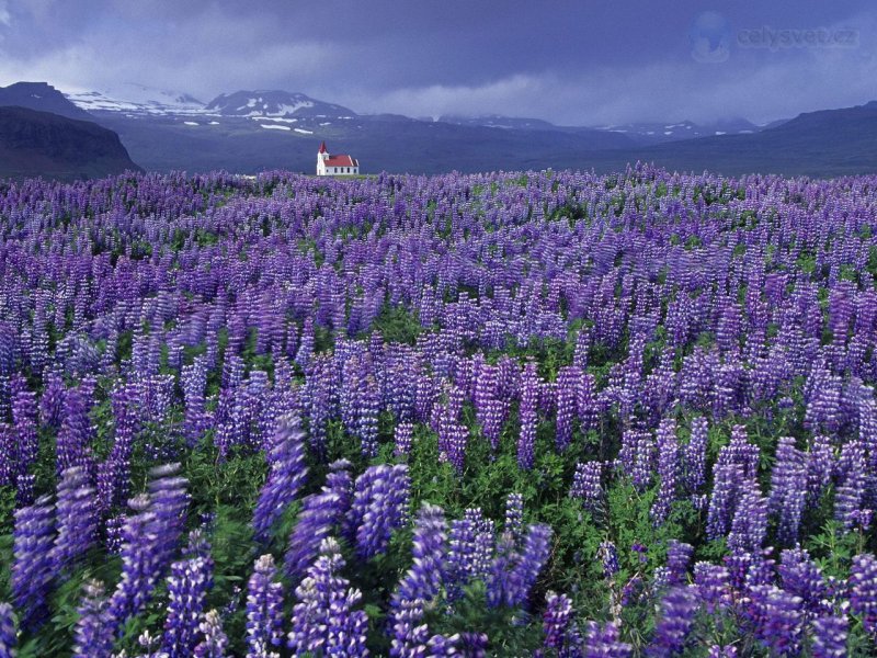 Foto: Wild Lupine And Church, Near Hellissandur, Snaefellsnes Peninsula, Iceland